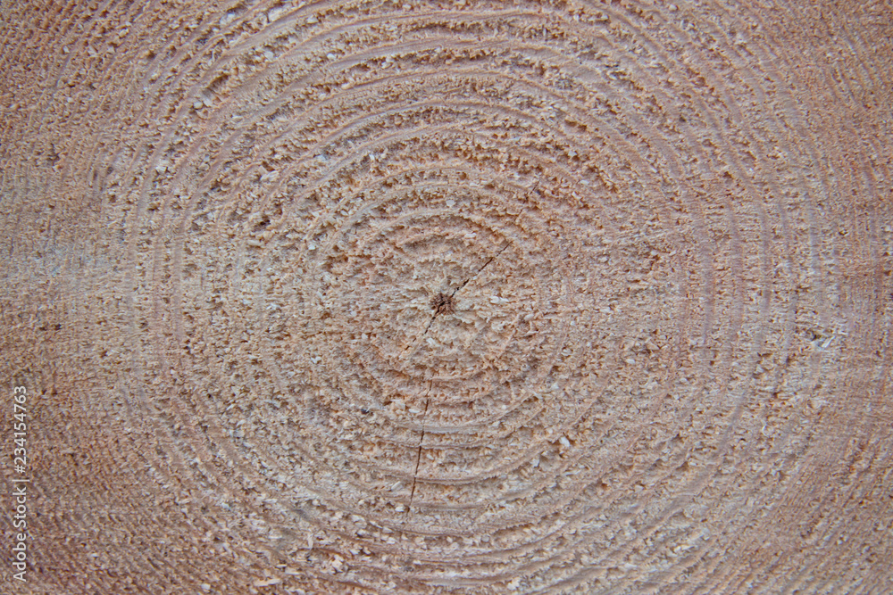 Fototapeta premium Circles on a sawed tree showing its age