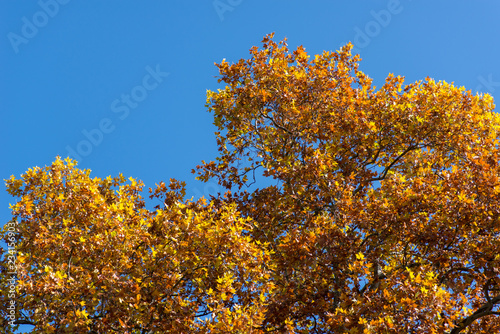 Árvores de folha amarela