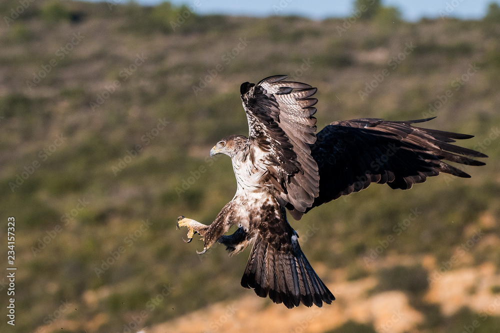 aquila bonelli