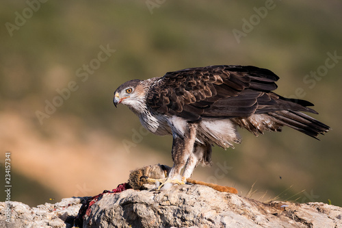 aquila bonelli photo