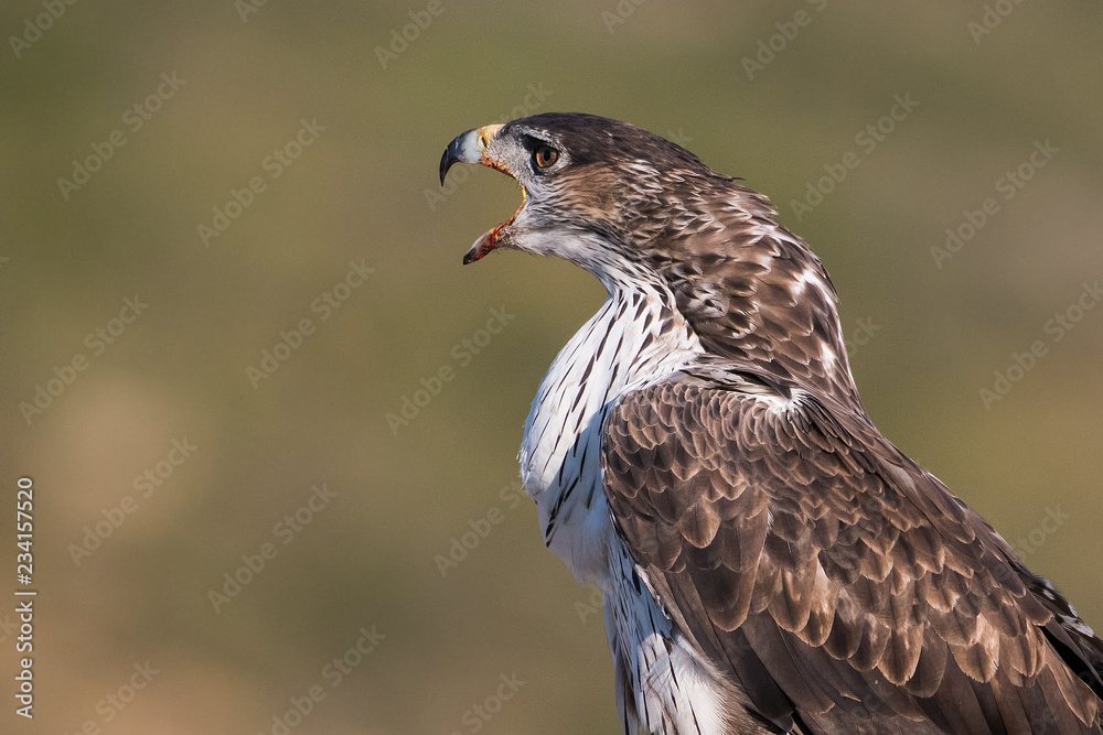 aquila bonelli