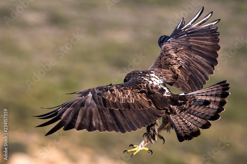 aquila bonelli photo