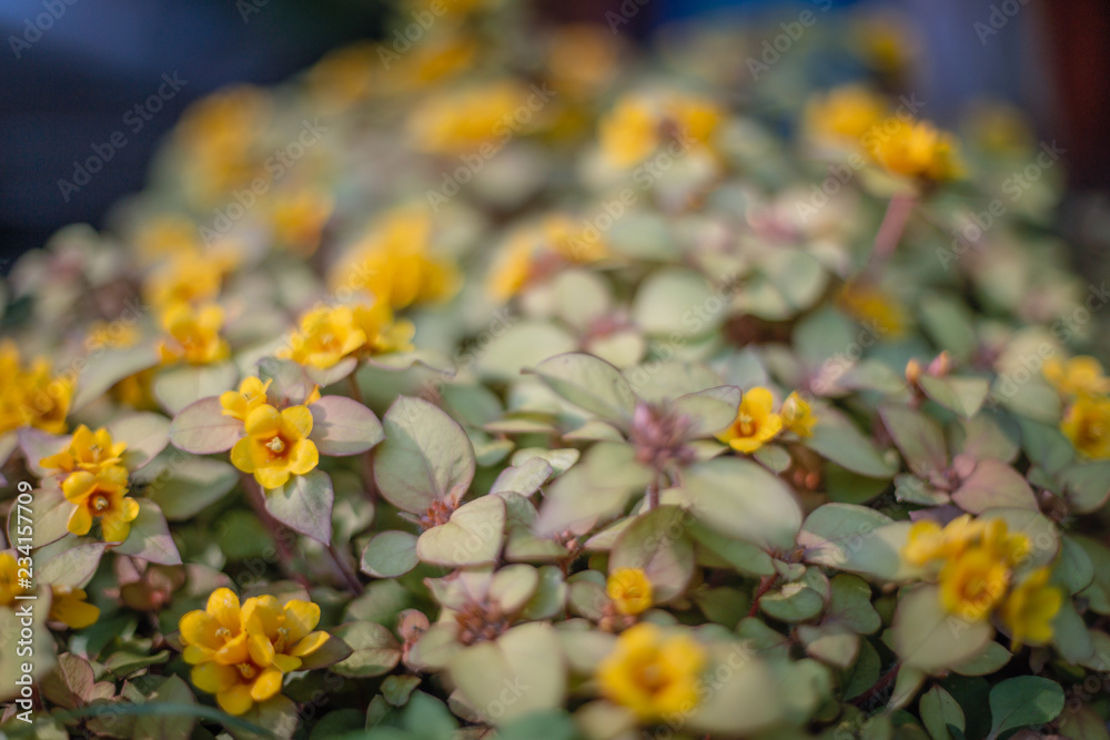 Fototapeta premium A close up of yellow little flowers