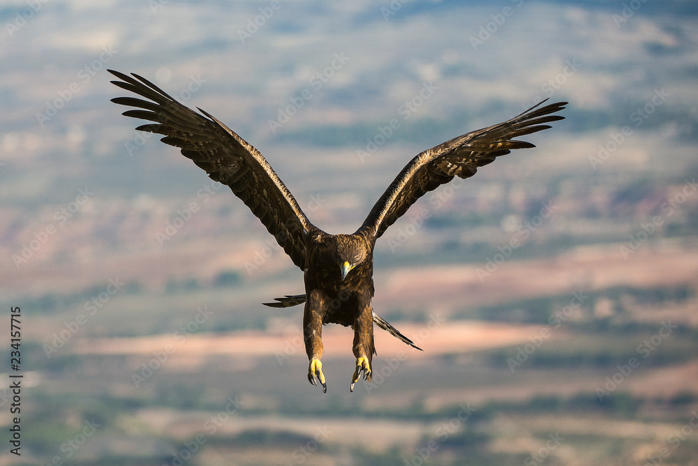 aquila reale