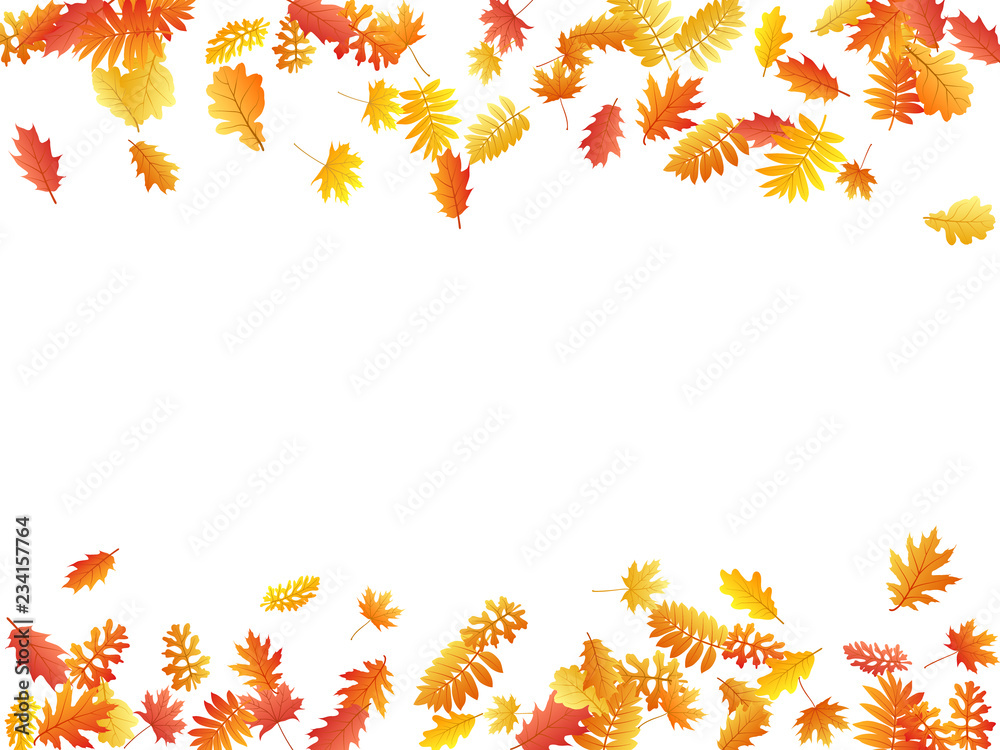 Oak, maple, wild ash rowan leaves vector, autumn foliage on white background. Oak, maple, wild ash rowan leaves vector, autumn foliage on white background.