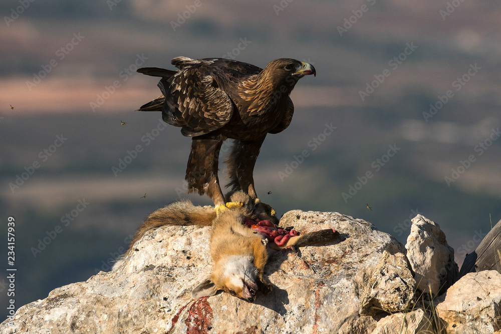 aquila reale