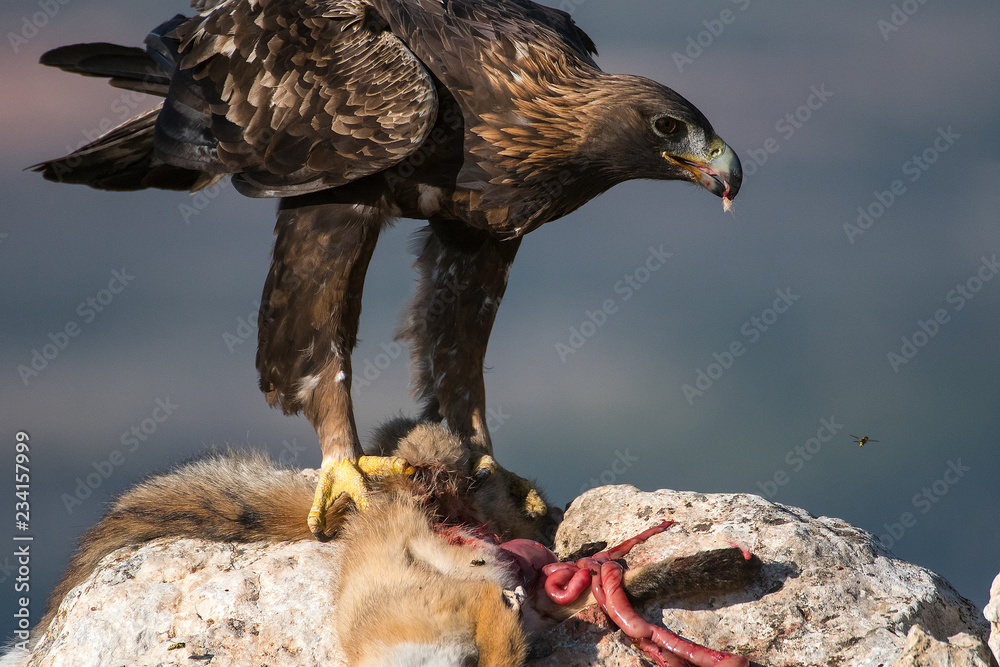 aquila reale