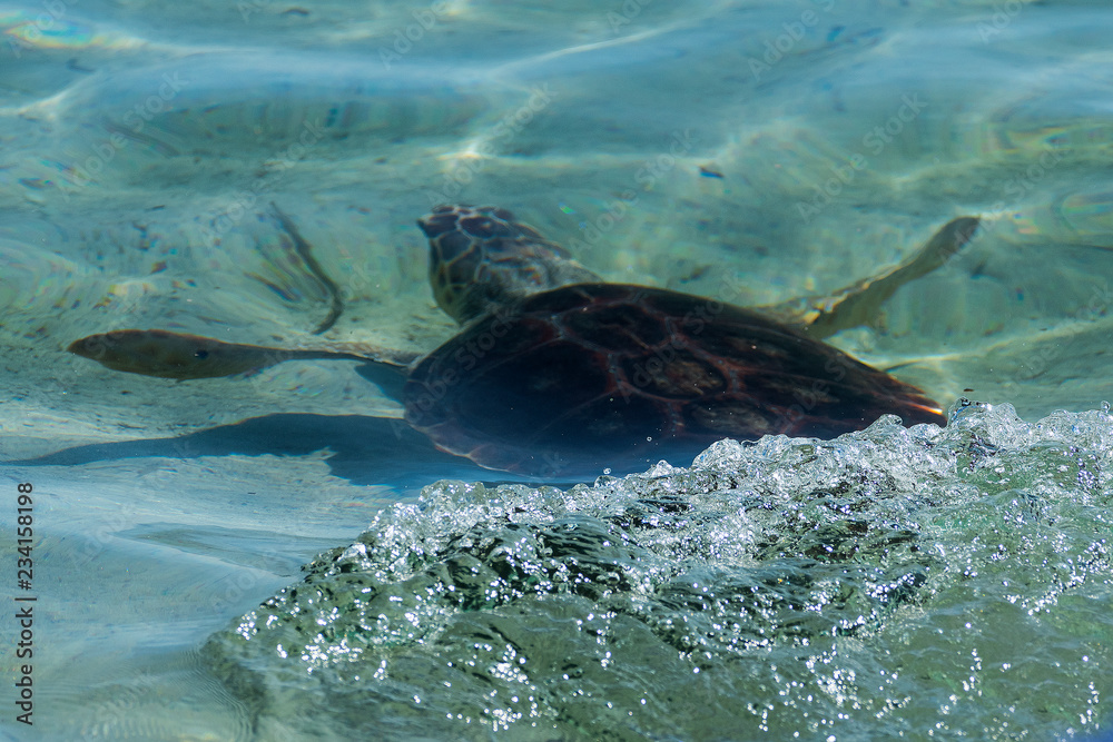 caretta