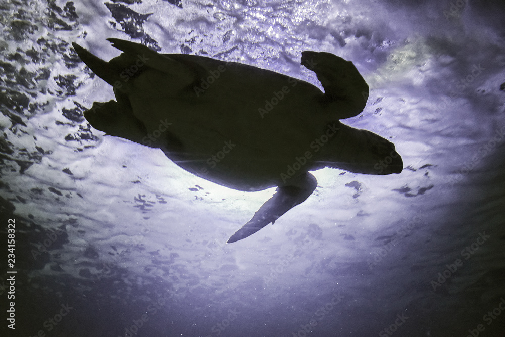 caretta