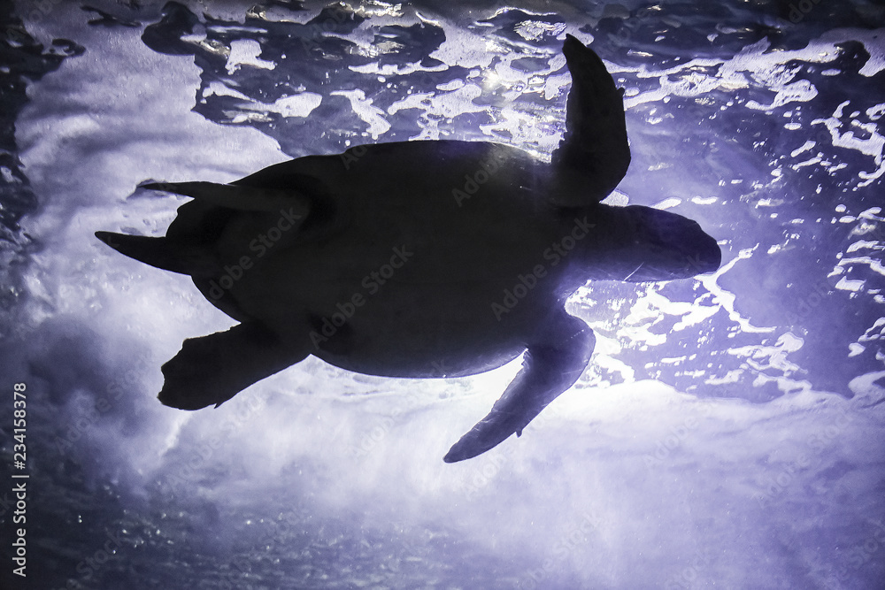 caretta