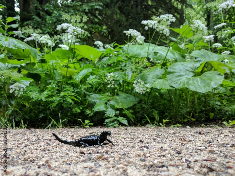 Black lizard sitting on a trail Black lizard sitting on a trail