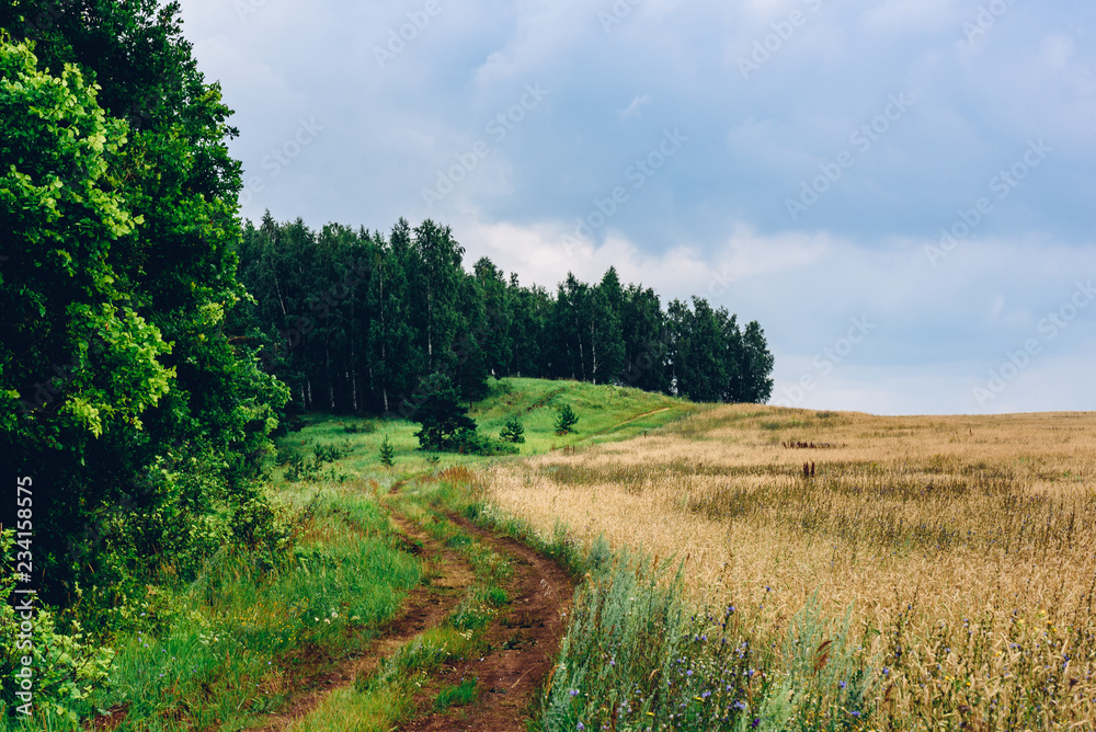 Dirt road between forest and field