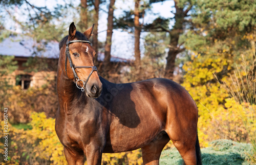 Fotografie portrait sportive warmblood horse posing in nice place