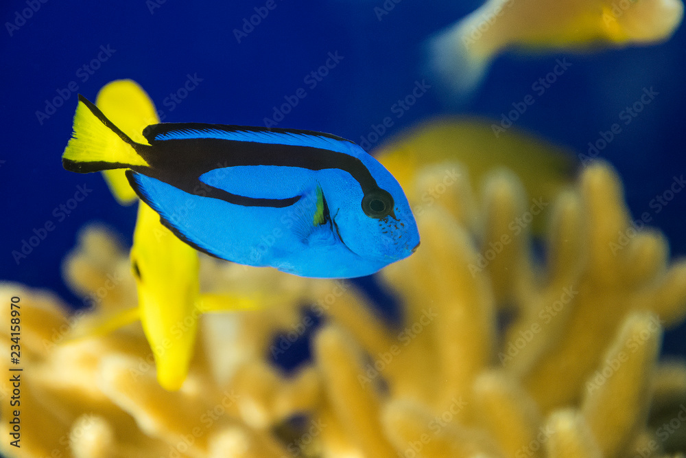 pesce