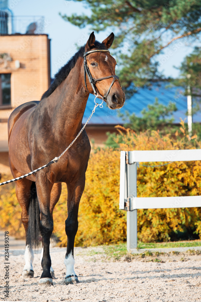 Fototapeta premium sportive warmblood horse at stable background