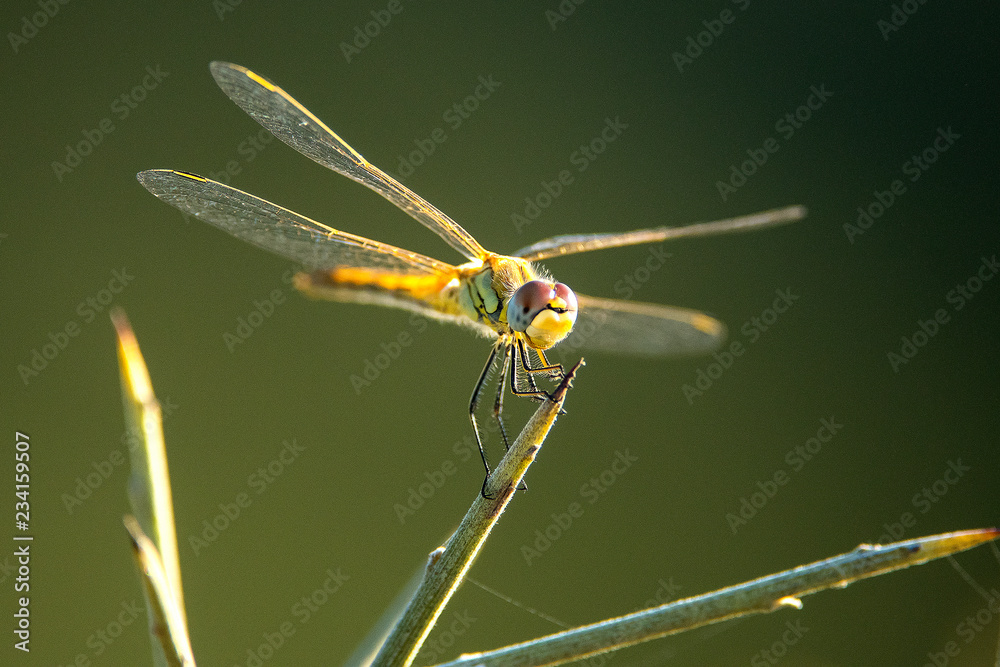 libellula