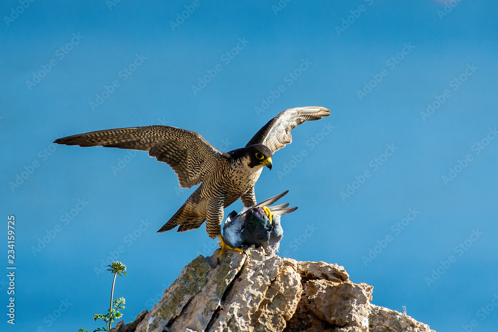 falco pellegrino