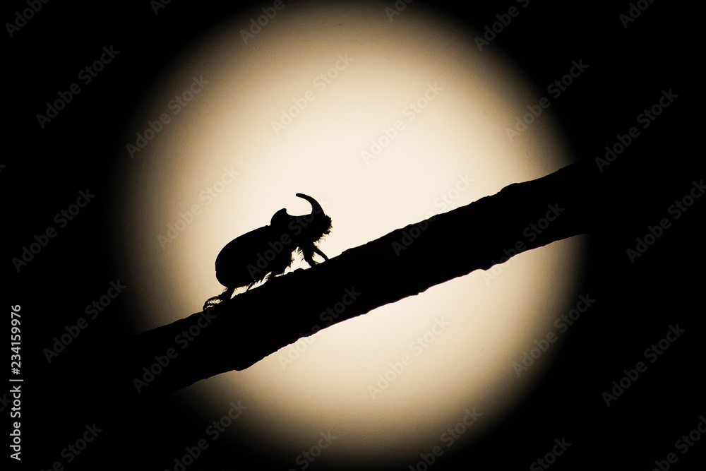 scarabeo