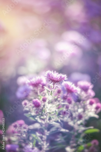 Beautiful delicate purple chrysanthemum in the autumn sunny garden. Background. Retro look