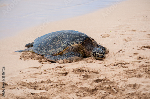 Green see turtle resting on a Hawaiian Laniakea beach