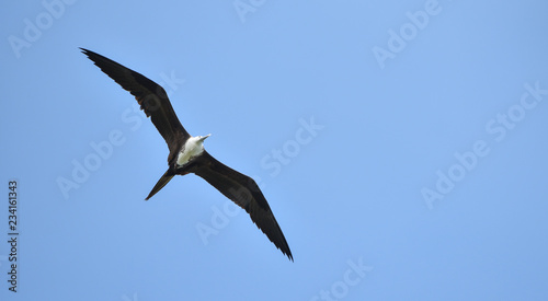 Magnificent female Frigatebird, (Fregata magnificens) flying on wind currents. Able to soar on wind currents for weeks at a time, spends most of the day in flight hunting over water.