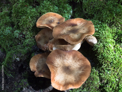 varieties of mushrooms in nature