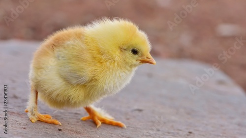 chick  526