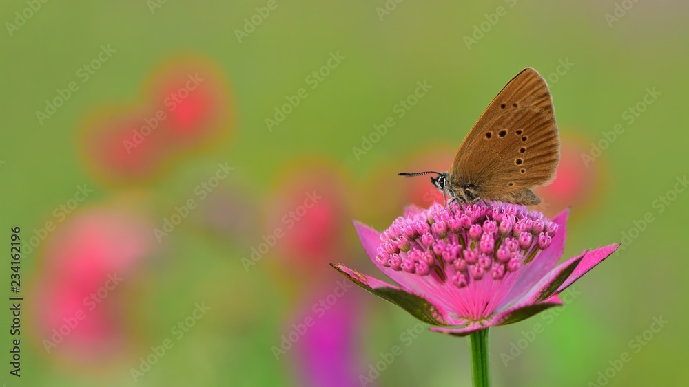 Obraz premium Phengaris nausithous 524