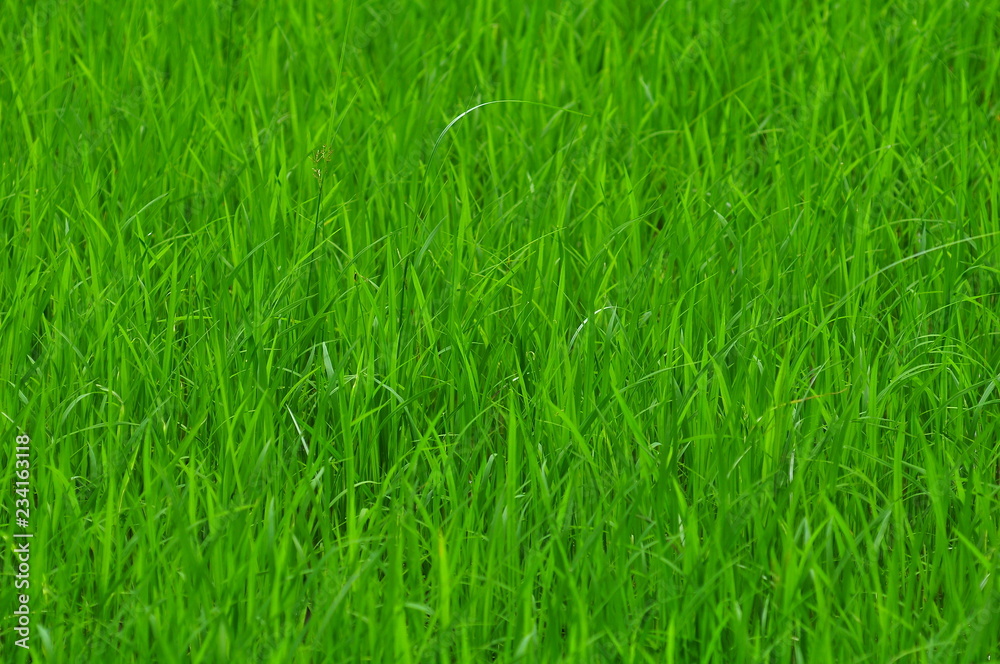 Obraz premium Beautiful Green rice field. Rice fields are growing.