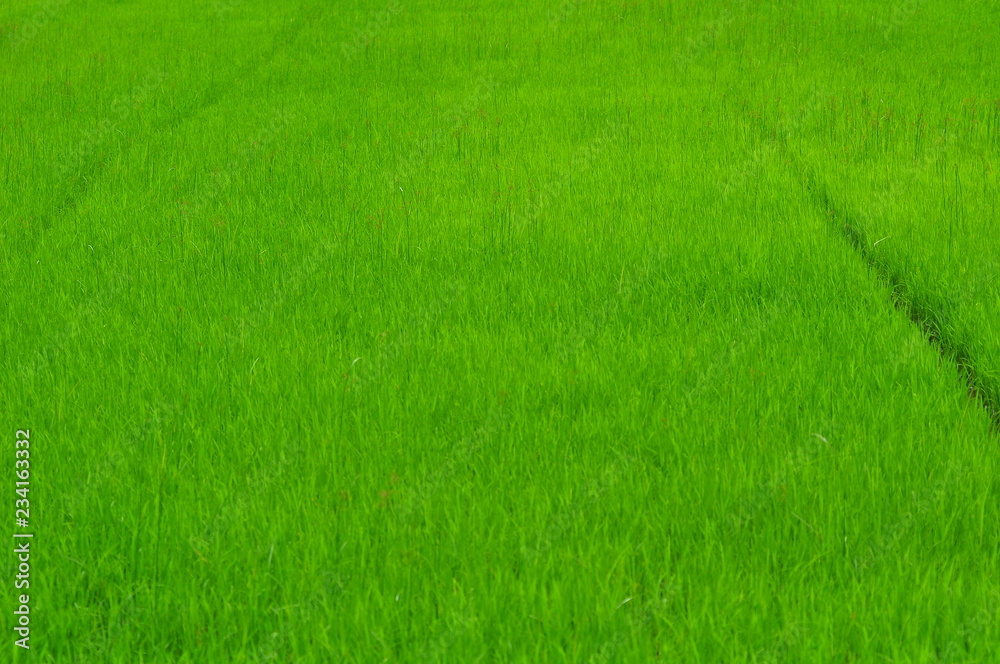 Beautiful Green rice field. Rice fields are growing.