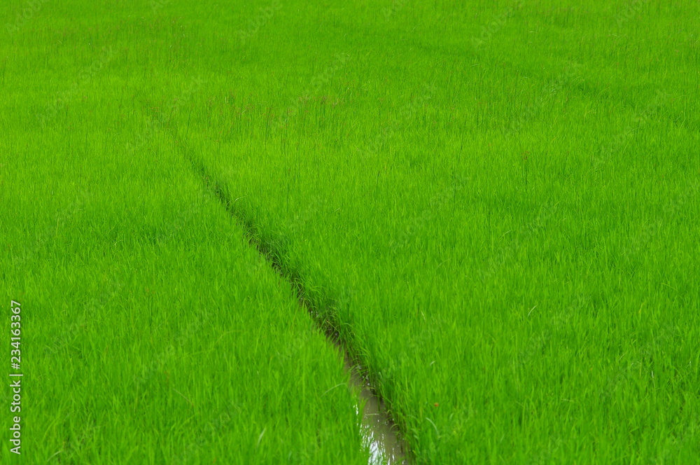 Beautiful Green rice field. Rice fields are growing. Beautiful Green rice field. Rice fields are growing.