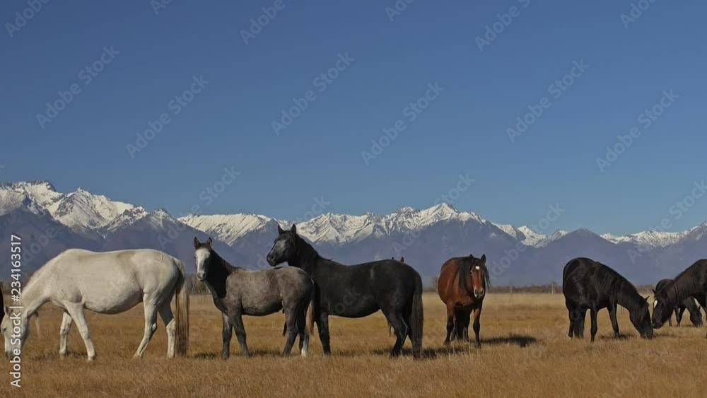 Walking and running horse. Horses moves slowly against the background of the grazing herd. Herd of horses running on the steppes in background snow-capped mountain. Slow Motion at rate of 180 fps. Walking and running horse. Horses moves slowly against the background of the grazing herd. Herd of horses running on the steppes in background snow-capped mountain. Slow Motion at rate of 180 fps.