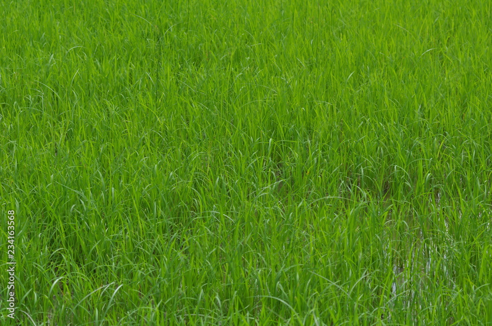 Beautiful Green rice field. Rice fields are growing.