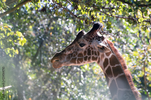 Photography giraffe in the zoo