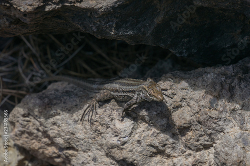 Close up of a lizard