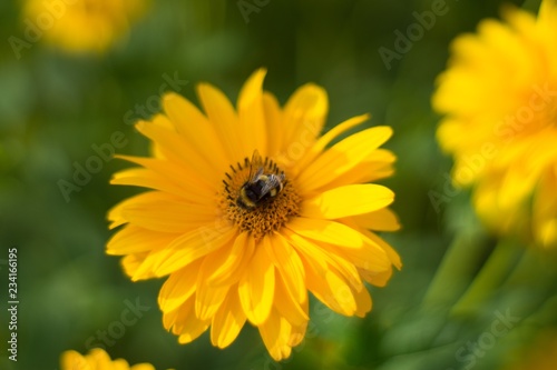 Bumblebee on a yellow flower