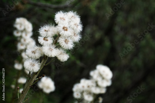 White flowers with soft background