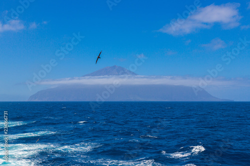 Tristan da Cunha, the most remote island, South Atlantic Ocean. Volcano covered with clouds and seagull, cormorant or gannet on foreground.