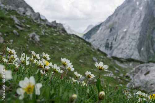 Fresh white flowers and mountains