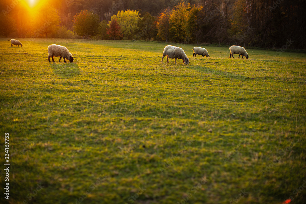 Fototapeta premium Sheep grazing on lush green pastures in warm evening light