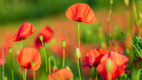 field of poppies