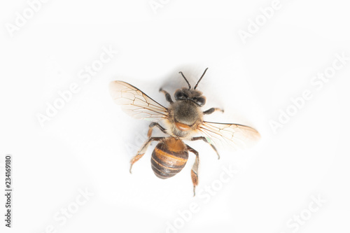 Honey Bee on White Background.
