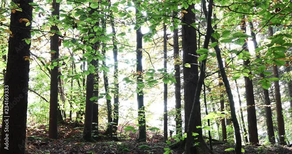 Sunlight through fall season forest leaves in slow motion. Slowly moving the camera vertically up. Sunlight through fall season forest leaves in slow motion. Slowly moving the camera vertically up.