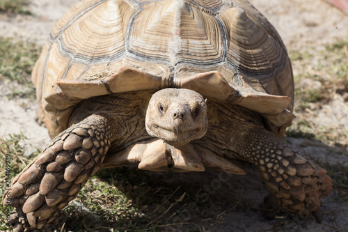 Spurred Tortoise © sbrenwald