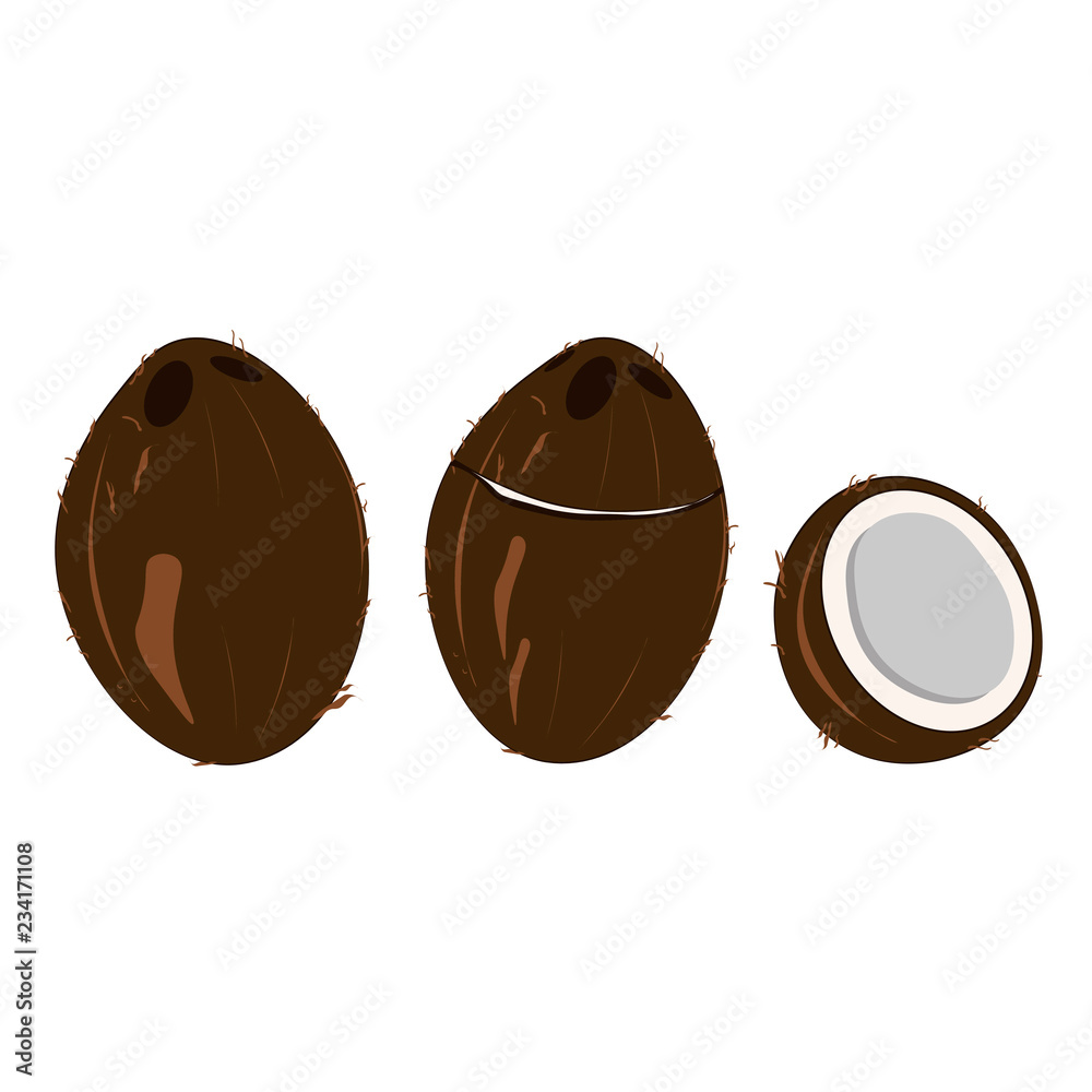 Obraz premium Coconuts set. Whole coconut, open coconut, half coconut. Vector