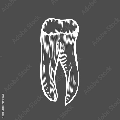 human tooth isolated