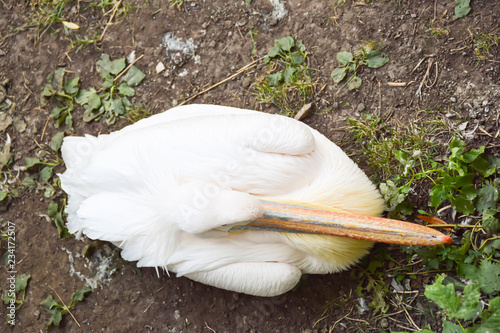 Fototapeta Naklejka Na Ścianę i Meble -  one white pelican red beak clew top view sits on the ground