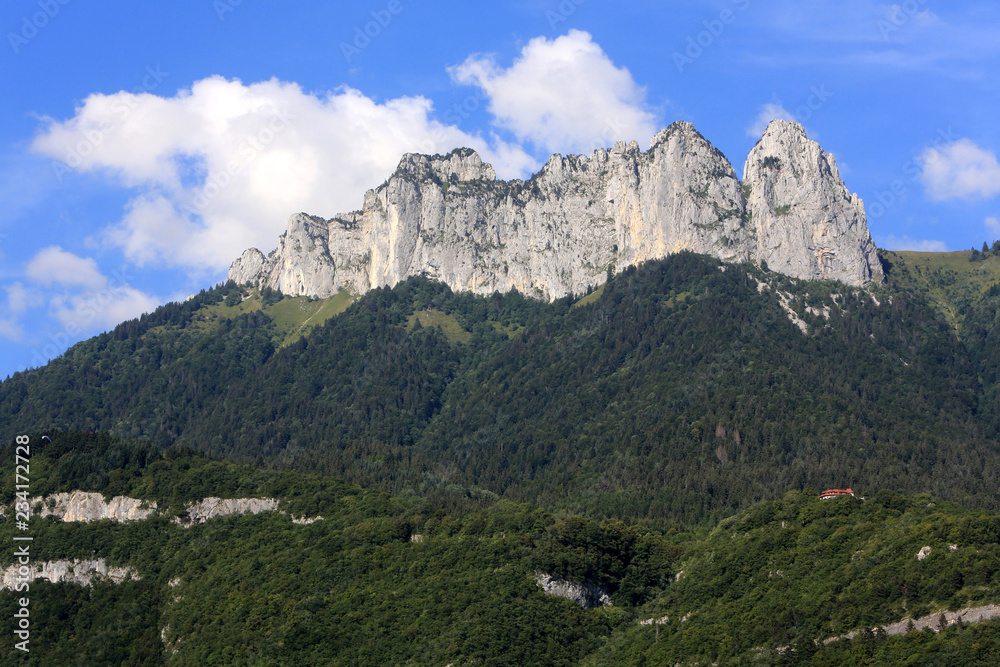 Forêt dans les alpes françaises. / Forest in the French Alps.