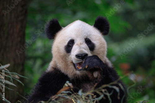 Happy Panda Bear Waving at the Viewer  Bifengxia Panda Reserve in Ya an - Sichuan Province  China. Endangered Species Animal Conservation  Fluffy cute panda bear waving its paw in the air