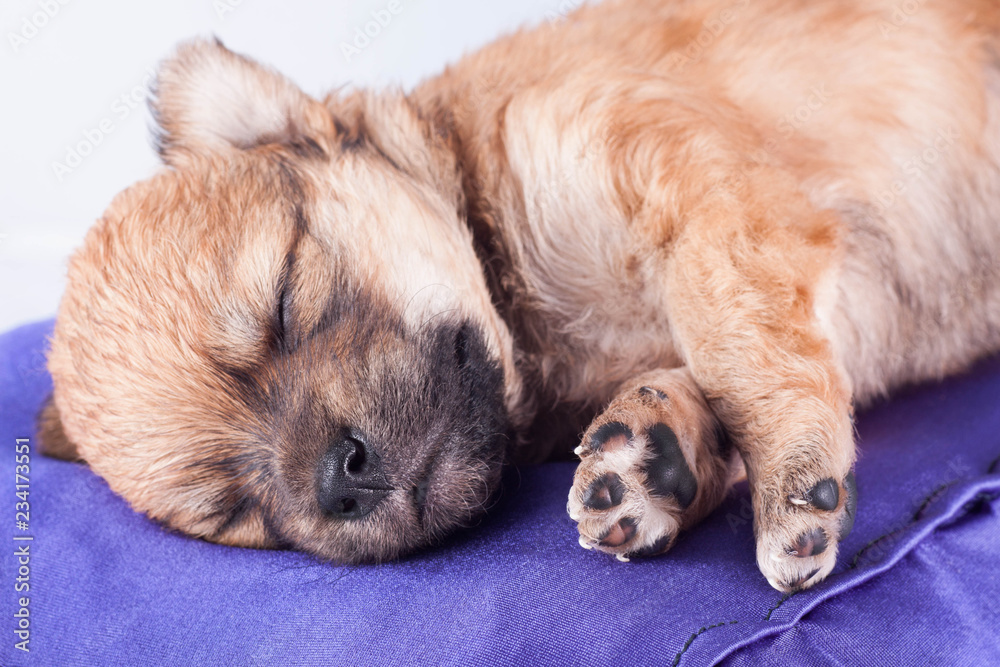 A cute purebred newborn puppy sleeps on a bed cushion for dogs. A cute purebred newborn puppy sleeps on a bed cushion for dogs.